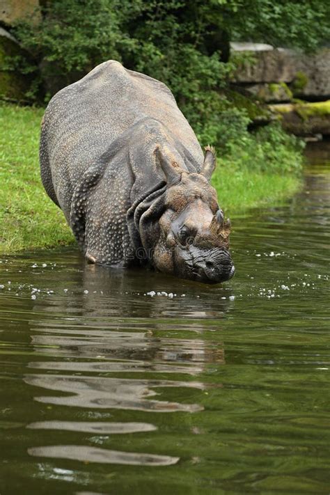 Indian Rhinoceros in the Beautiful Nature Looking Habitat Stock Photo - Image of habitat, beauty ...