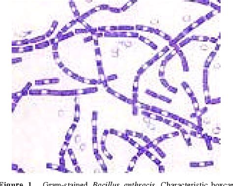 Figure 1 from Anthrax: Biology of Bacillus anthracis | Semantic Scholar