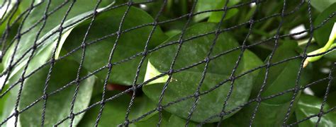 PROTECT PLANTS WITH GARDEN NETTING - Bird Spike Control