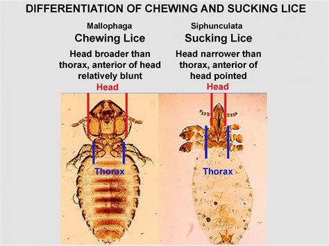 What Do Chewing Lice Look Like On Dogs