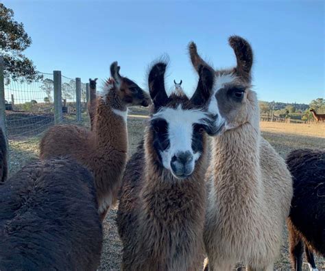 Queensland’s largest Llama farm opens to the public - Ipswich First