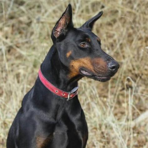 Doberman