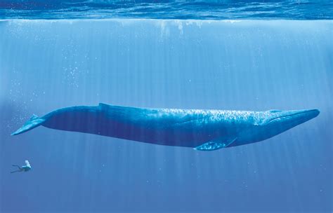 A blue whale compared to a human : r/thalassophobia