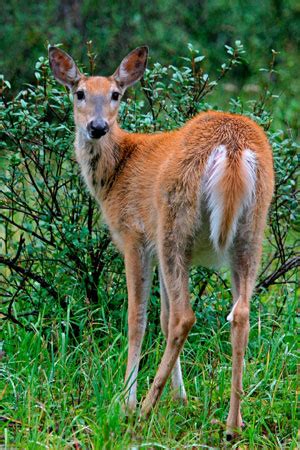 White-tailed Deer Facts - NatureMapping