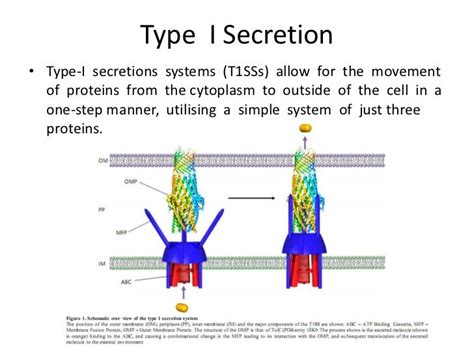 Bacterial secretion