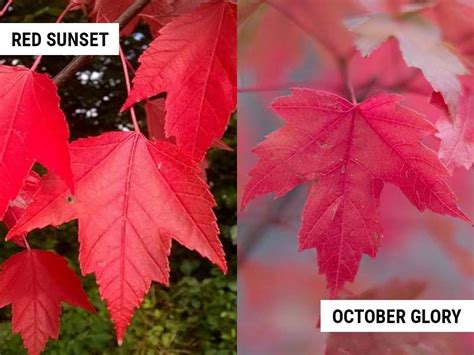 Red sunset maple vs october glory differences and similarities – Artofit