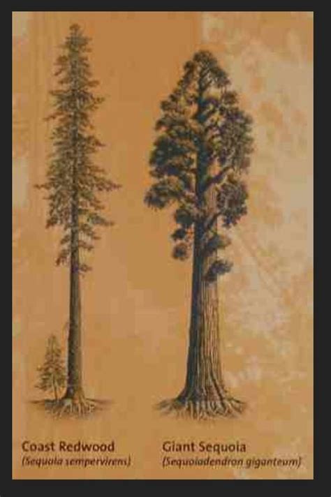 Redwood vs sequoia. | Tree tattoo, Redwood tattoo, Sequoia tree