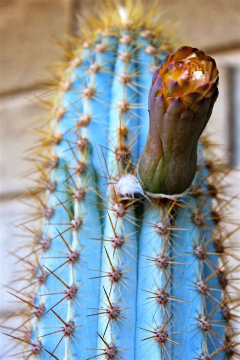 Florez Nursery: The Blue Cactus, Piloscereus