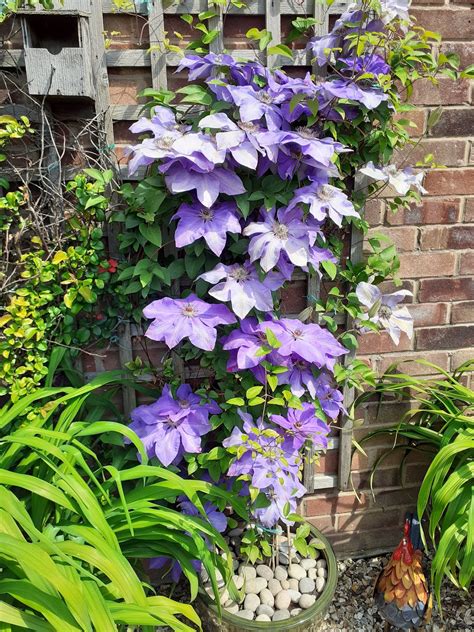 How to grow clematis