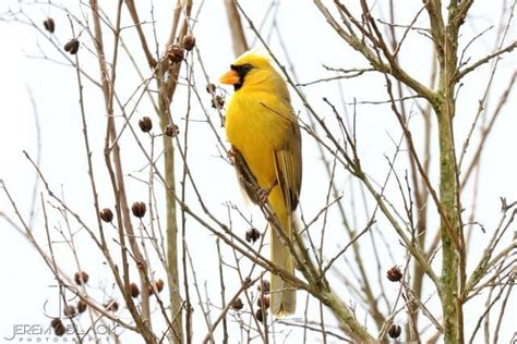 Rare Yellow Cardinal Bird Sighting in Florida - Birds and Blooms