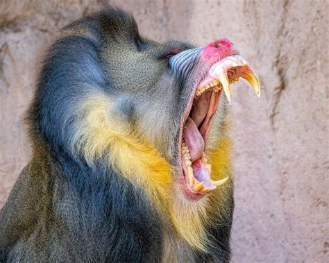 🔥 A Mandrill and his teeth - NatureIsFuckingLit | Павиан, Приматы ...