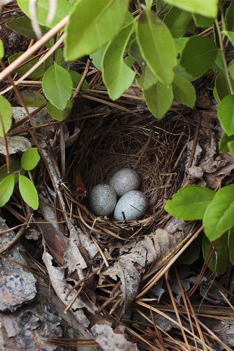 What is a Rufous-Sided Towhee | Wonderful READ | Birdingbnb