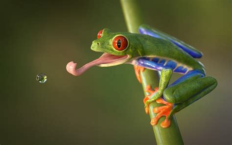 How Do Red Eyed Tree Frogs Survive? - AMPHIPEDIA