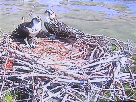 Maine Osprey Cam Nest