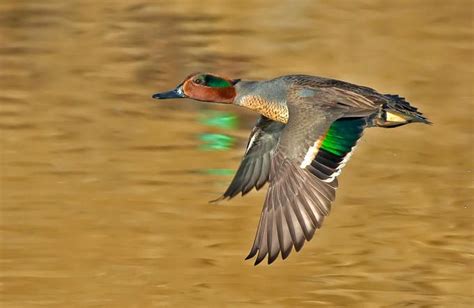 38 best images about Greenwing Teal on Pinterest | Ducks unlimited, Mallard and Wings