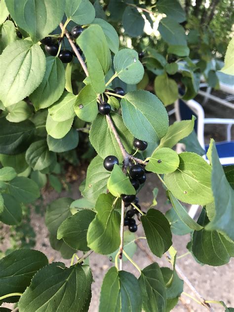 What is this tree? Are these berries edible? : r/marijuanaenthusiasts