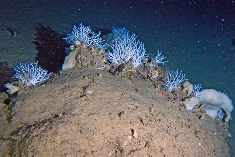 The Secret World of Deep Sea Corals - Deep Ocean Education Project