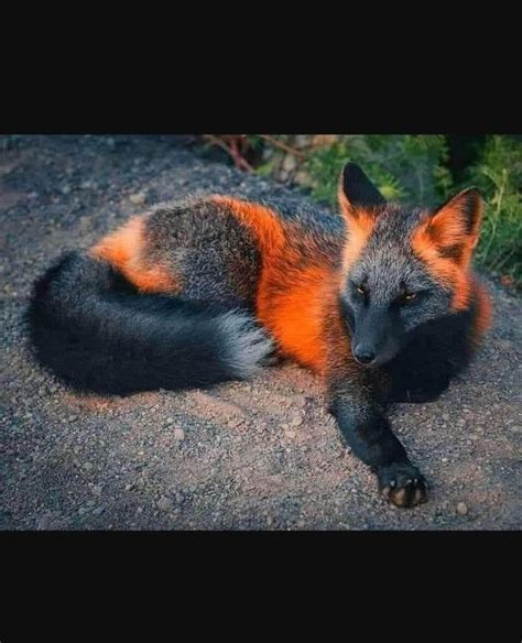 A Melanistic Fox (One of the rarest animals on the planet) : r ...