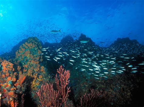 Best Los Roques Venezuela Diving | Joe's Scuba Shack