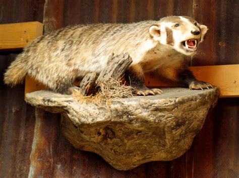 American Badger Mount – Yee Haw Ranch Outfitters