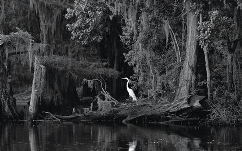 A Lifetime on Caddo Lake in Uncertain, Texas