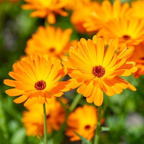 Pot Marigold | Calendula officinalis | De Bolster Organic Seeds