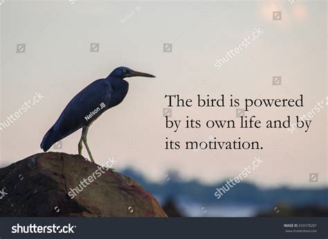 Birds Quotes Bird Powered By Own Stock Photo 659378287 | Shutterstock