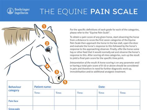 The Equine Pain Scale - Southwest Equine Veterinary Group