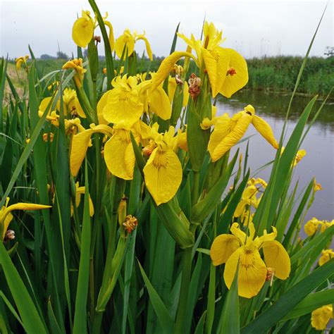 Yellow Water Iris | pond plants