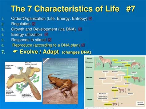 PPT - The 7 Characteristics of Life #7 PowerPoint Presentation - ID:1607806