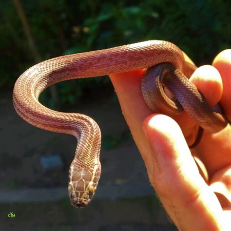 Adorable baby Brown House Snake found and safely released! in 2021 | Corn snake, Ball python ...