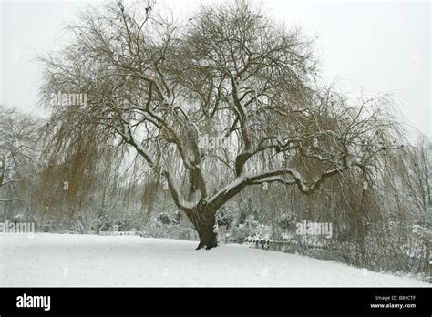 Weeping willow hi-res stock photography and images - Alamy