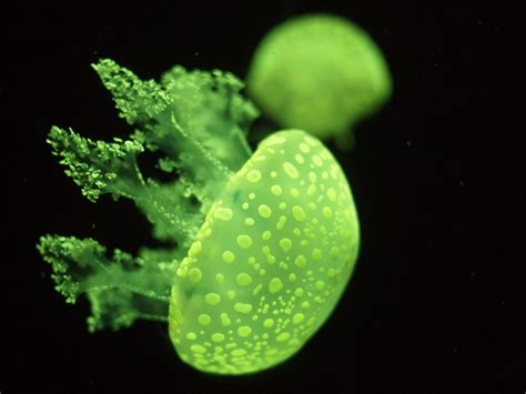 Green Fluorescent Jellyfish @ Georgia Aquarium: Lars Juhl Jensen: Galleries: Digital Photography ...