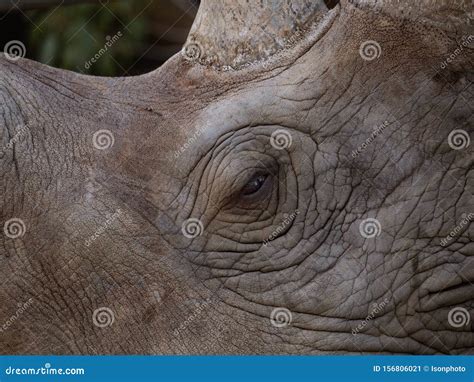 Rhinoceros Face Close Up Background Stock Image - Image of black, african: 156806021