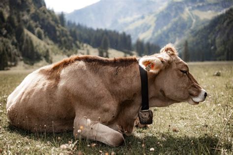 Simmental Cattle Breed: Facts, Uses, Origins & Characteristics (with ...