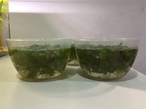 Floating plants for aquarium (Salvinia natans), Furniture & Home Living, Gardening, Plants ...