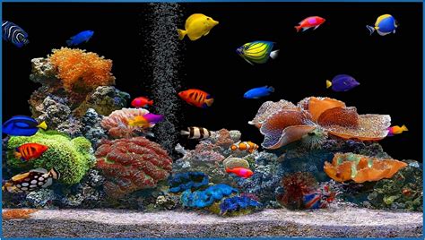 Tropical Aquarium Screensaver Download Screensavers B - vrogue.co