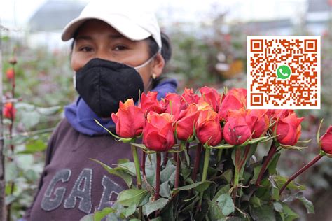 ABOUT US | Mikicava Export Flowers Ecuador Rose Farms Plantations Wholesale Ecuador Roses ...