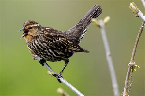 Female red-winged blackbird | BirdForum