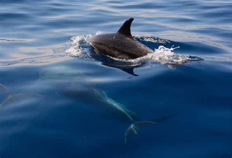 Marine Wildlife Watch - Philippines