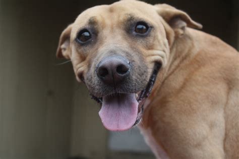 Houston Indie Dog Rescue: Moonpie, the Southern Belle, Black Mouth Cur Mix