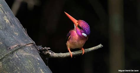 Rare albino Hummingbird : r/Damnthatsinteresting