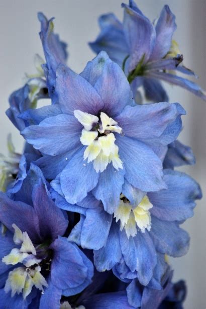 Blue Delphinium Flowers Free Stock Photo - Public Domain Pictures