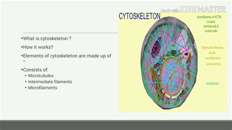 Cytoskeleton - YouTube