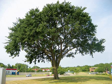 Dutch Elm Disease | Premium Tree Protection