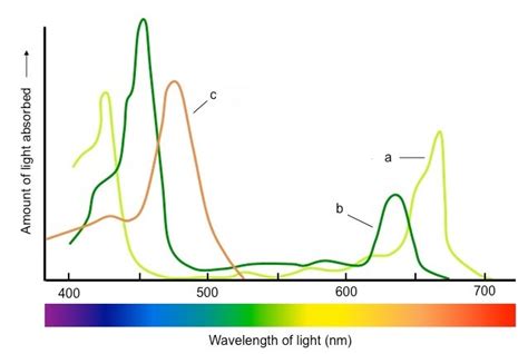 Absorption Spectrum Of Chlorophyll A And B And Carotenoids