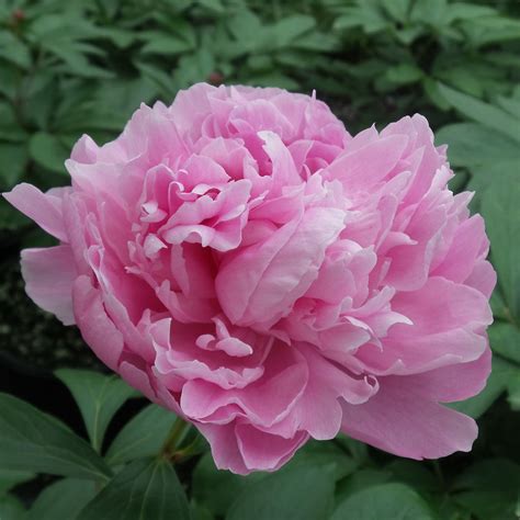 Paeonia Dr. Alexander Fleming - Buy Peony Garden Perennials Online