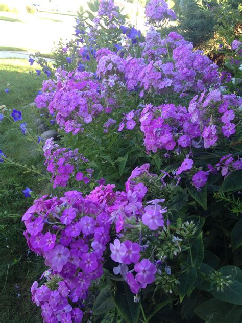 Purple phlox | Purple flame, Garden, Flower child