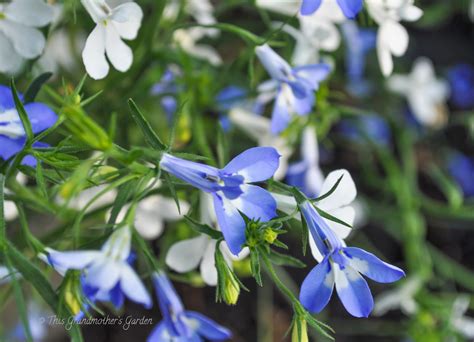 This Grandmother's Garden: May 2013