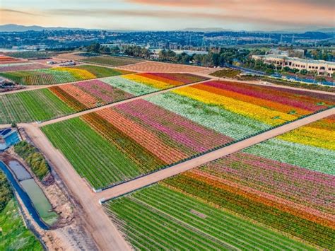 Carlsbad Flower Fields To Open March 1 With Social Distancing | Carlsbad, CA Patch